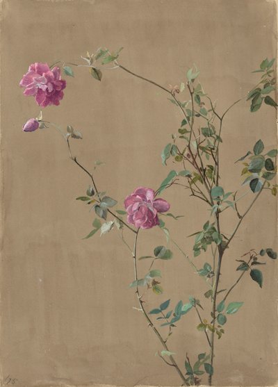 Rosas Rosadas de Fidelia Bridges