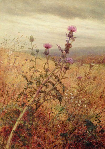 Cardo en un campo, 1875 de Fidelia Bridges