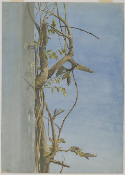 Glicina en una pared de Fidelia Bridges