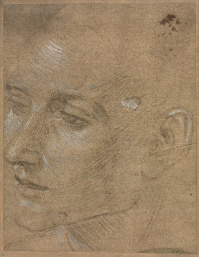 Head of a Young Man de Filippino Lippi