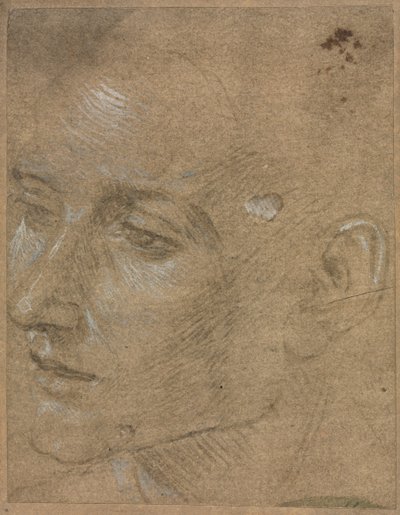Cabeza de un Joven, segunda mitad del siglo XV de Filippino Lippi