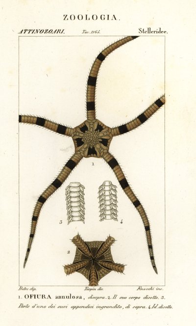 Equinodermo estrella fugaz, Ophiomastix annulosa, Ophiura annulosa de Finocchi Finocchi