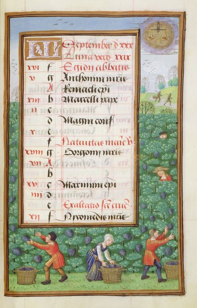 Ms 1058-1975 f9r Recolectando Uvas, página de calendario iluminada para septiembre, de un Libro de Horas, c.1500 de Flemish School