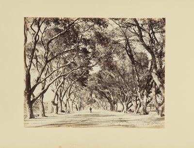 El Cairo, Allée de Choubra de Félix Bonfils