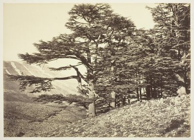 Cedros del Líbano de Félix Bonfils