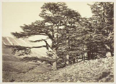 Cedros del Líbano, c. 1870 de Félix Bonfils