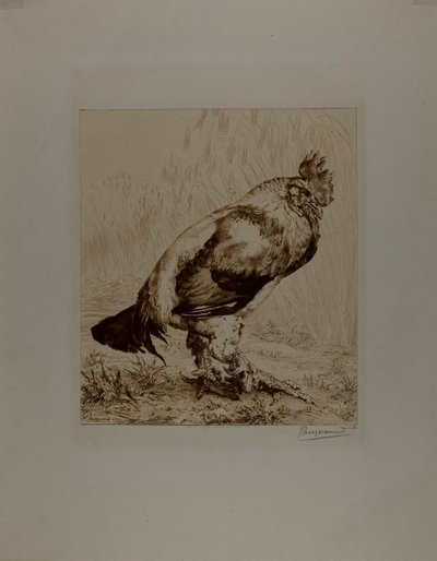 El viejo gallo de Félix Henri Bracquemond