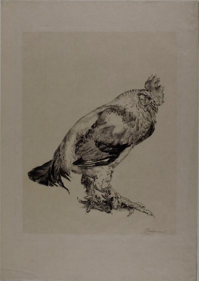 El viejo gallo de Félix Henri Bracquemond