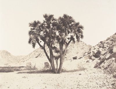 Environs de Fileh, Palmier Doum sur la Rive Orientale du Nil de Félix Teynard