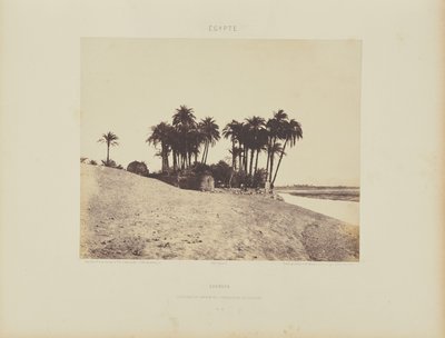 Luxor. Palmeras datileras y Jardín de la Expedición de Luxor de Félix Teynard