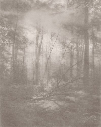 Foggy Jungle 2, 2024 (foto) de Florent Bodart