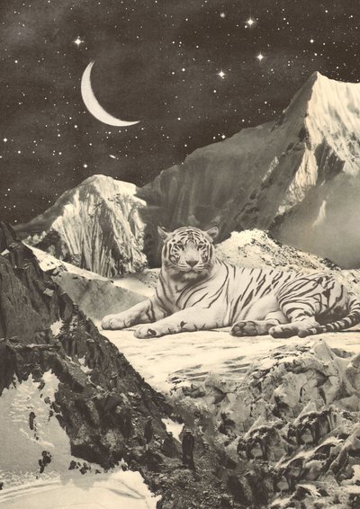 Tigre blanco gigante en las montañas de Florent Bodart
