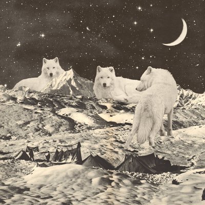 Tres lobos blancos gigantes en las montañas de Florent Bodart