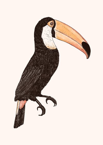 Toco (versión en color) de Florent Bodart
