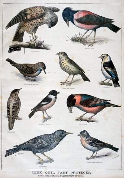 Aves que están protegidas y son útiles en la agricultura, 1897 de Fortuné Méaulle