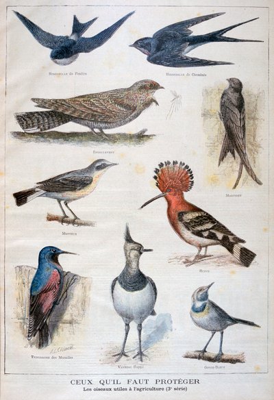 Aves protegidas y útiles en la agricultura, 1897 de Fortuné Méaulle