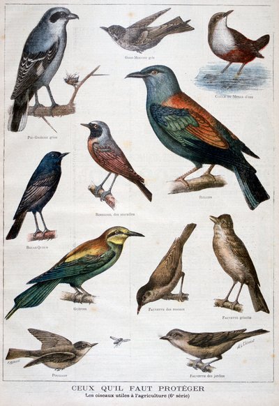 Aves que están protegidas y son útiles en la agricultura, 1897 de Fortuné Méaulle