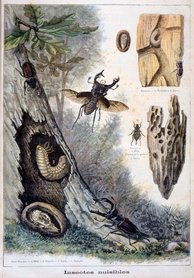 Insectos dañinos, 1897 de Fortuné Méaulle