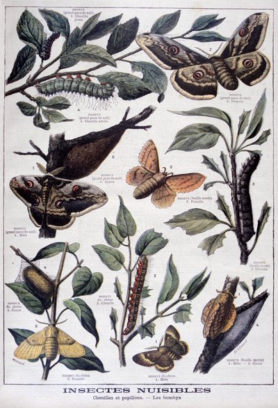 Insectos dañinos: orugas, mariposas y polillas, 1897 de Fortuné Méaulle