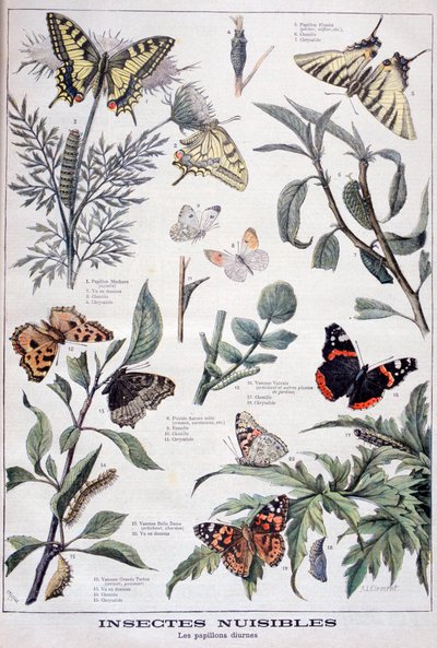 Insectos dañinos: mariposas diurnas, 1897 de Fortuné Méaulle