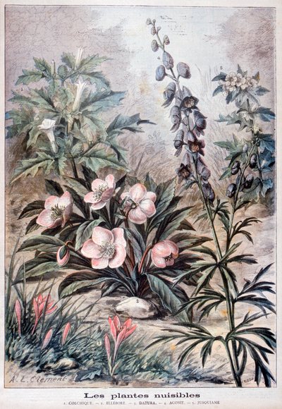 Plantas dañinas de Fortuné Méaulle
