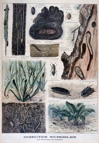 Insectos dañinos para las pieles de Fortuné Méaulle