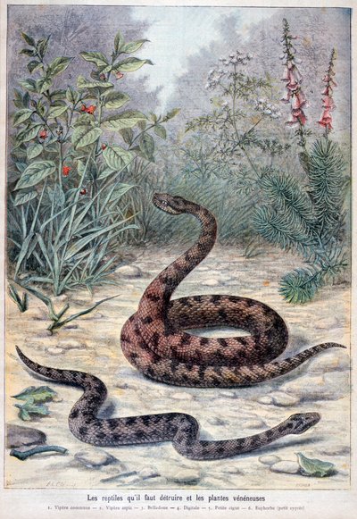Serpientes y plantas venenosas, 1897 de Fortuné Méaulle