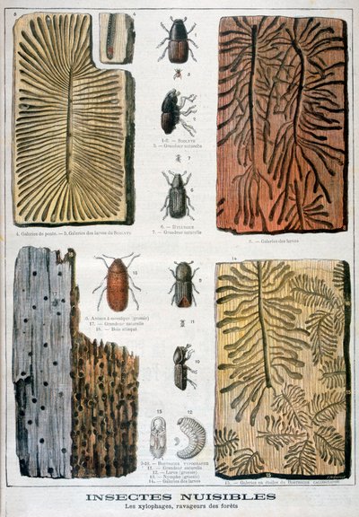 Insectos xilófagos que son destructivos para los bosques, 1897 de Fortuné Méaulle