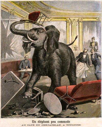 Un elefante incómodo: el paquidermo escapa de una menagerie de circo y rompe todo en el café de Pre-Catelan en Toulouse. Grabado por Meaulle y Meyer en la última portada del suplemento ilustrado del PETIT JOURNAL n 51 del 14 de noviembre de Fortune Louis and Meyer Henri  Meaulle
