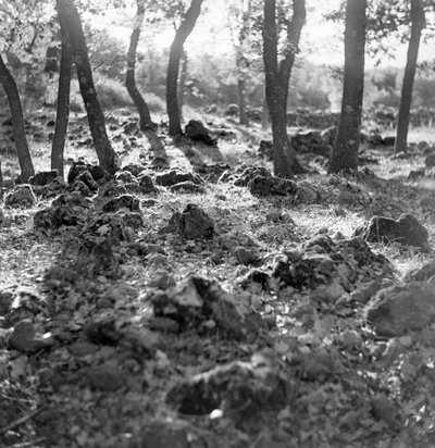 Bosque en el Etna de Fosco Maraini