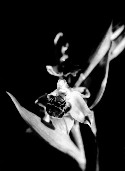 Orquídea silvestre (foto b/n) de Fosco Maraini