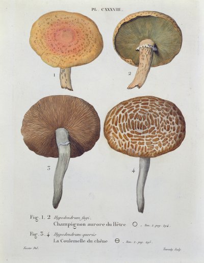 Hypodendrums fagi y queris, lámina 138 de 
