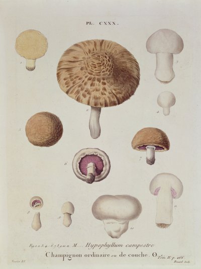 Hypophyllum campestre o el champiñón de campo, lámina 130 de 