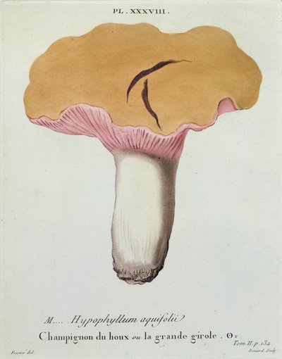 Hyprophyllum aquifolii, lámina 38 de 