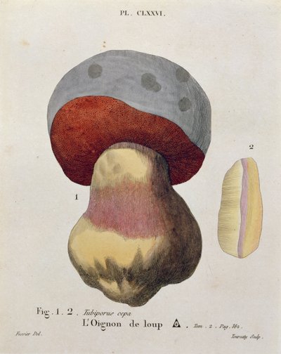 Tubiporus cepa, lámina 176 de 