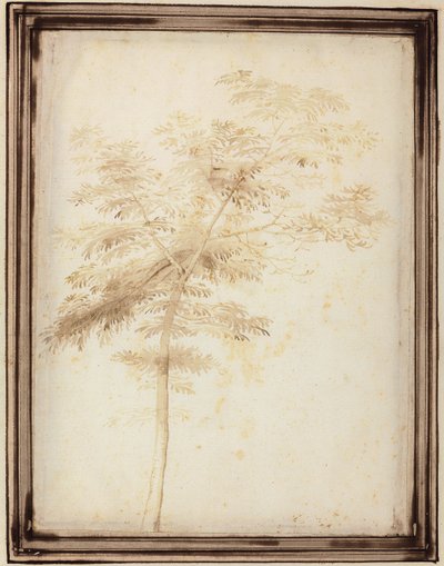 Estudio de un árbol de Fra Bartolomeo