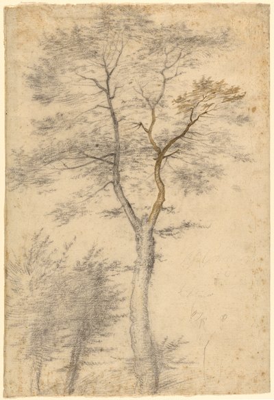 Tres estudios sobre árboles de Fra Bartolommeo (Baccio della Porta)
