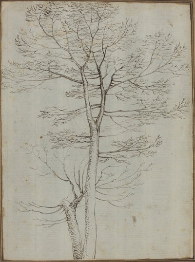 Árbol desnudo de Fra Bartolommeo