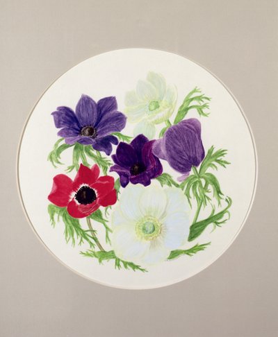 Anémonas de Frances Buckland