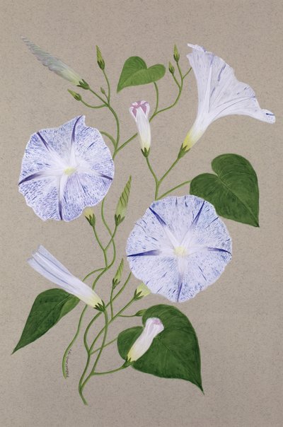 Convolvulus Cneorum de Frances Buckland