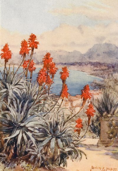 Los Aloes Rojos (litografía en color) de Frances Nesbitt