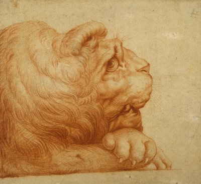 Cabeza de un león en perfil de Francesco de Rossi Salviati Cecchino