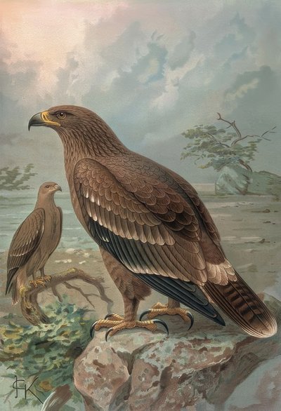 Grabado-Águila de Nepal-Hembras-Aquila Nipalensis de Francia