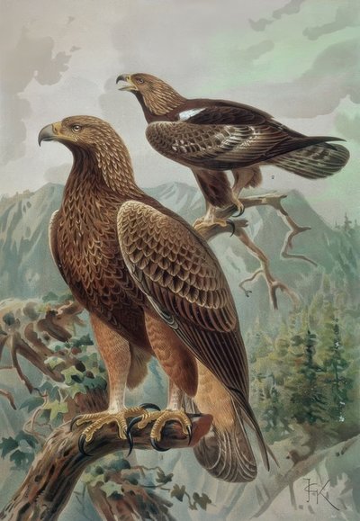 Grabado-Águila dorada-macho adulto (1) y hembra (2) Aquila chrysaetos de Francia