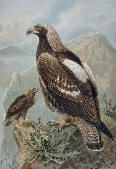 Grabado-Águila imperial-macho con plumaje casi perfecto (1) y hembra de 2 años (2) de Francia