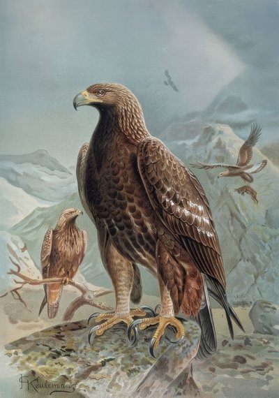 Grabado-Águila salvaje o leonada-Hembra adulta y joven de Francia