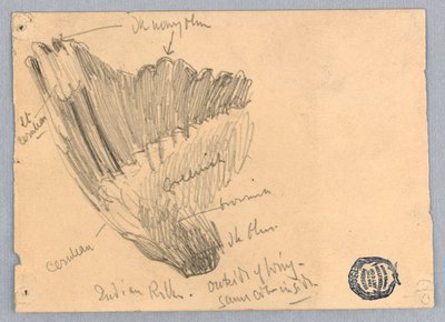 Boceto de un ala de Francis Augustus Lathrop