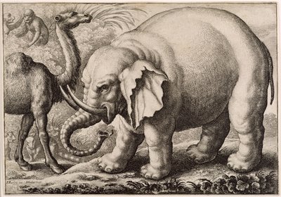 Un elefante y un camello, grabado por Wenceslaus Hollar (1607-77) 1663 de Francis Barlow