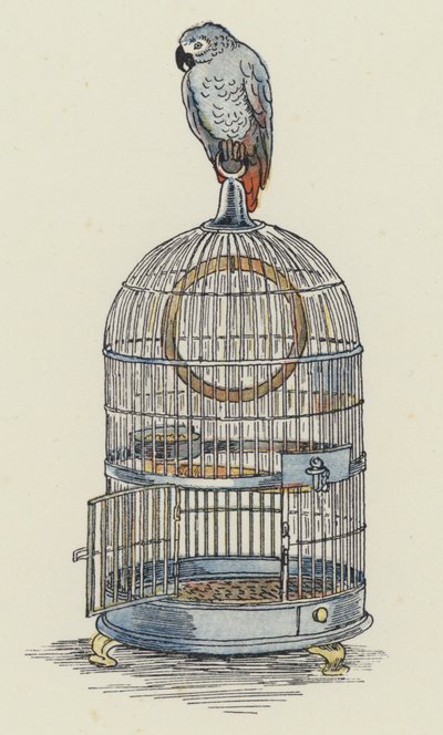Loro sentado encima de su jaula (litografía en color) de Francis Donkin Bedford