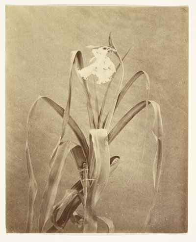 [Flores] de Francis Edmond Currey